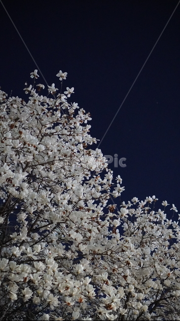 목련,봄꽃,식물,blossom,flower,하얀꽃,목련꽃,목련나무,꽃잎,꽃,꽃나무,자연,plant,밤풍경,야경