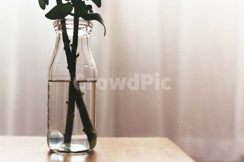 꽃,꽃병,유리병,구슬,필름사진,film,bead,flower,bottle,vase,glass