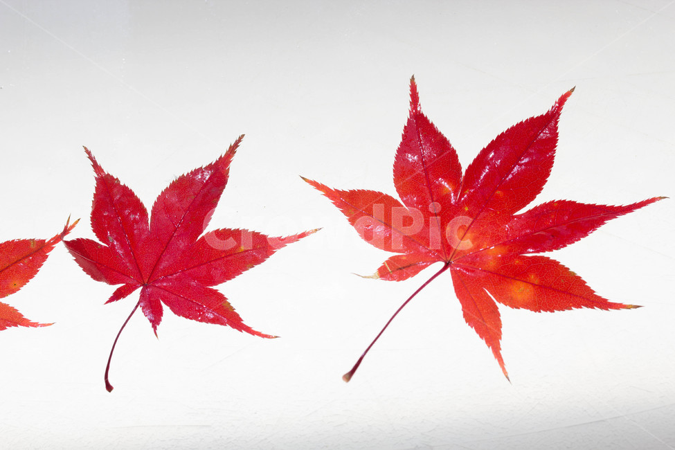 주황색,계절별,계절,노화,갈색,시즌,배경,단풍,가을,낙엽,식물,leaf,잎,가을,계절,fall,autumn,season