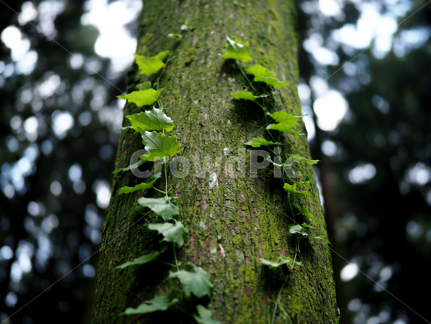 나무,덩굴,잎,초록,자연,봄,여유,휴식,tree,vine,leaf,green,nature,식물,자연,plants,nature