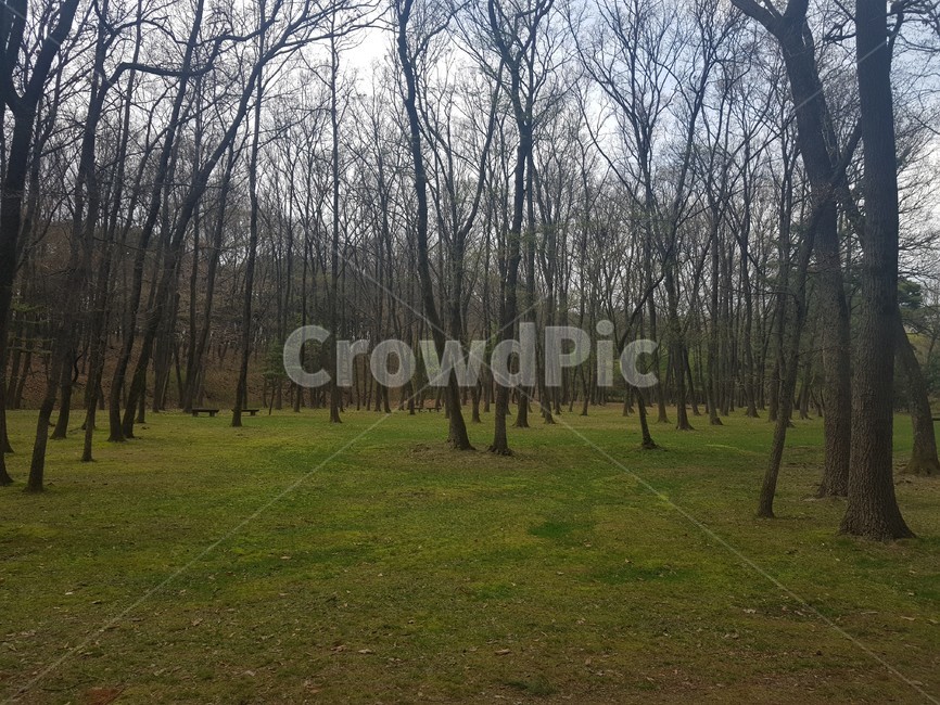 나무,tree,식물,자연,숲,숲속,자연,풍경,nature,landscape,plant,outdoors,옥외