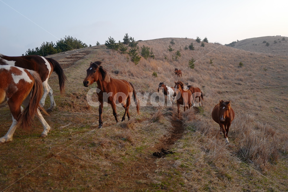 말,제주도,용눈이오름,목장,해돋이,동물,animal,포유류,mammal