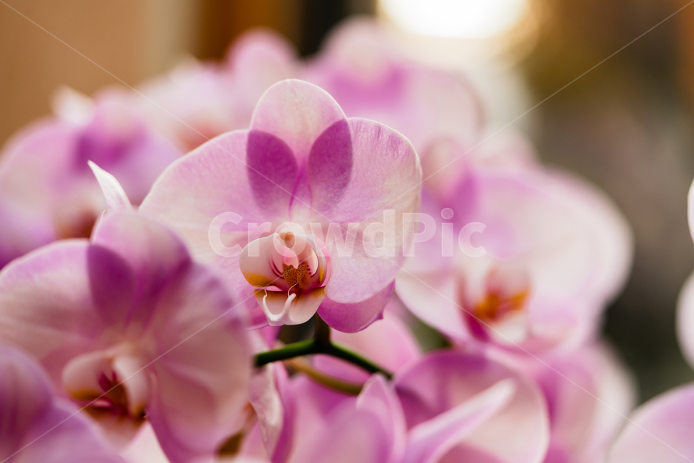 꽃,분홍색,아름다운,활짝피다,흰색,접사,확대,꽃,flower