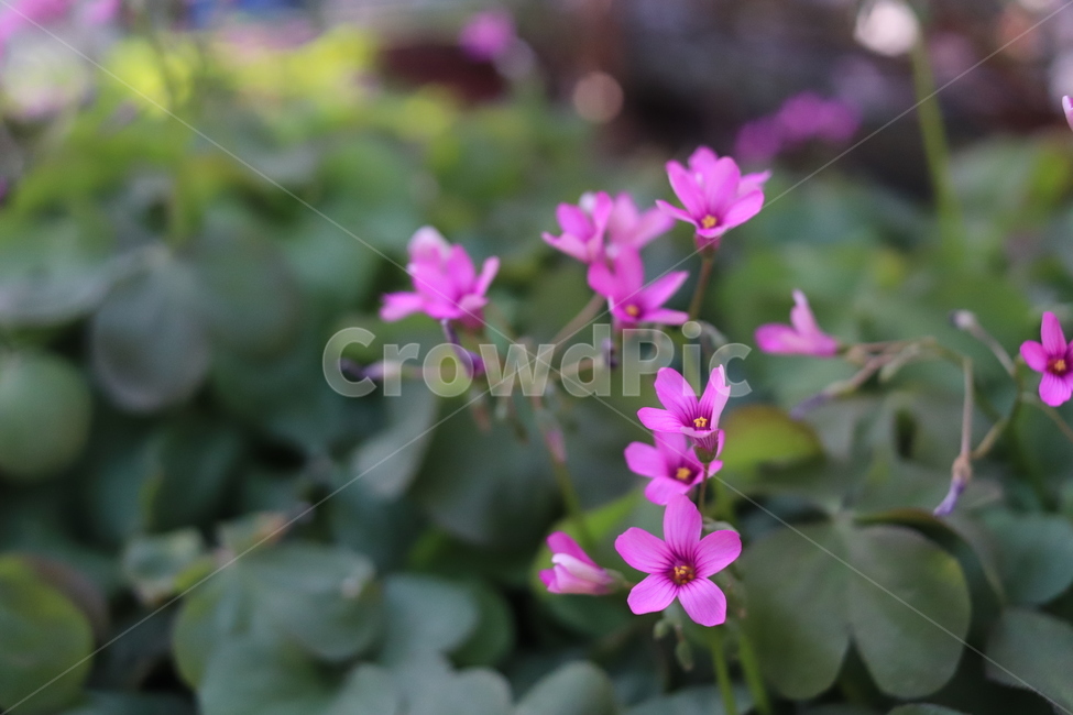 flower,blossom,꽃,plant,식물
