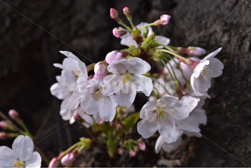 꽃,벚꽃,식물,봄,자연,야생화,봄,계절,spring,season,식물,자연,plants,nature,꽃,flower,plant