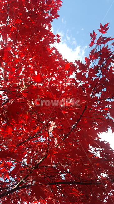 단풍,풍경,tree,나무,maple,캐나다,빨강,낙엽