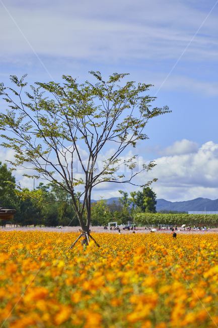 황화코스모스,코스모스,가을,풍경,공원,field,들,outdoors,옥외,가을,계절,fall,autumn,season,grassland,목초지