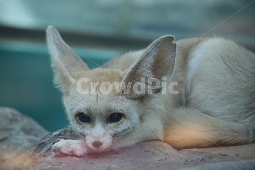 여우,사막여우,포유류,동물,fox,동물,animal,포유류,mammal