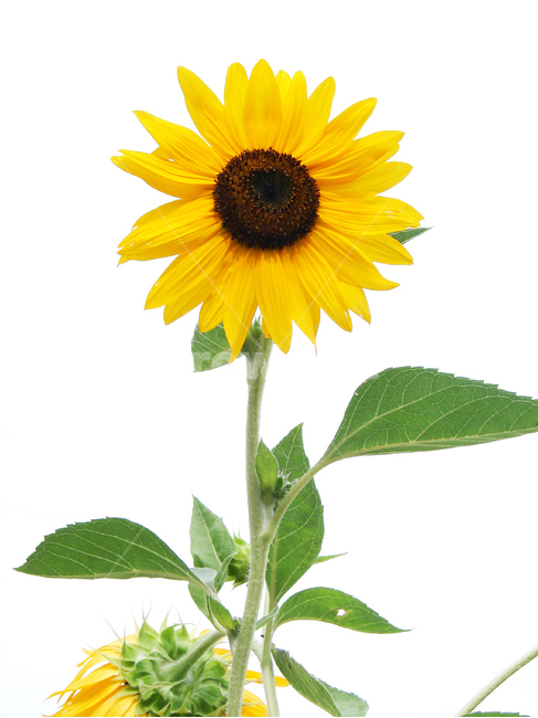 해바라기꽃,노란해바라기꽃,꽃테마,자연감성,해바라기식물,여름,계절,summer,season,식물,자연,plants,nature,꽃,flower,누끼,remove background,plant,blossom,sunflower,해바라기
