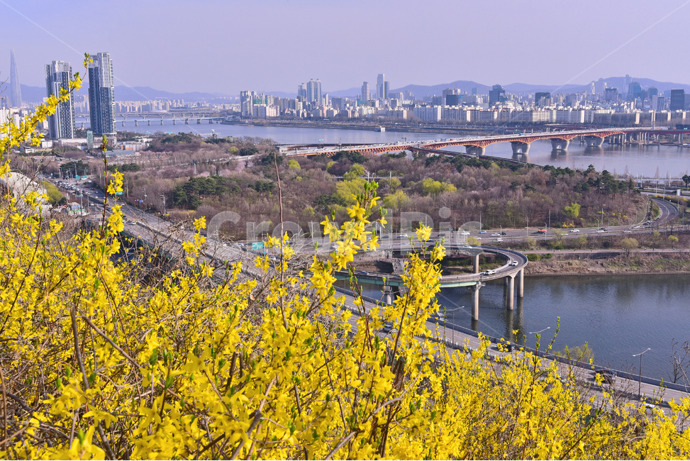 개나리꽃,봄꽃,봄풍경,한국도시경관,한강,다리,대교,고층건물,고층빌딩,건축물,계절,노랑색꽃,시즌,water,물,강물,river,도로,야외,옥외,아웃도어,도시풍경,배경,바탕,백그라운드,outdoor,city,고가도로,차량,road,봄,계절,spring,season