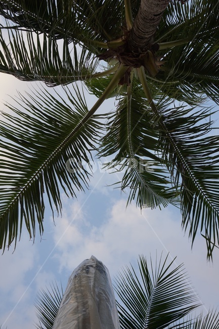 tree,나무,야자수,palmtree,plant,식물,arecaceae,tropical