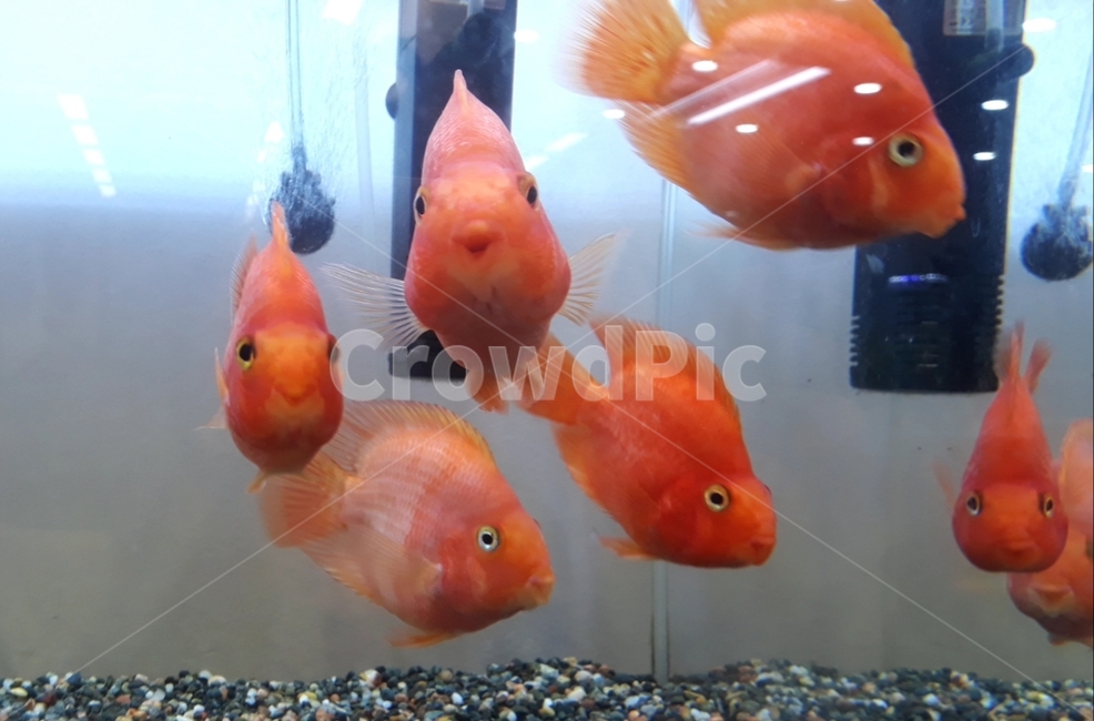 열대어,관상어,생선,수족관,수조,어류,아쿠아리움,어류,물고기,fish