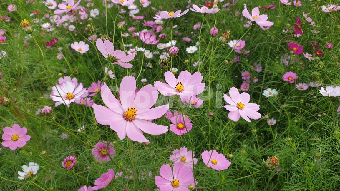 꽃,코스모스,가을,핑크코스모스,flower,가을,계절,fall,autumn,season,식물,자연,plants,nature,꽃,flower,geranium,제라늄,plant,blossom,anemone,아네모네