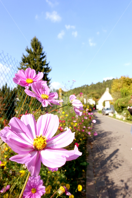 꽃,코스모스,가을,마을,한적함,외국마을,프랑스,프로방스,flower,cosmos,fall,autumn,village,provence,alley