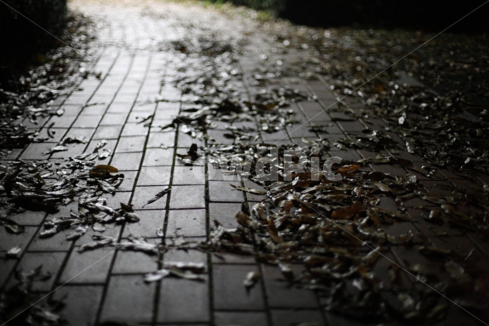 way,길,야경,밤,산책,road,nightview,야경,밤,풍경,nightscape,night,landscape,puddle,흐리게 하다