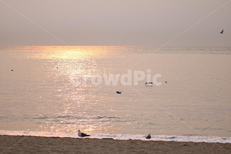 노을,을왕리,해변,갈매기,파도,해변,바다,beach,sea