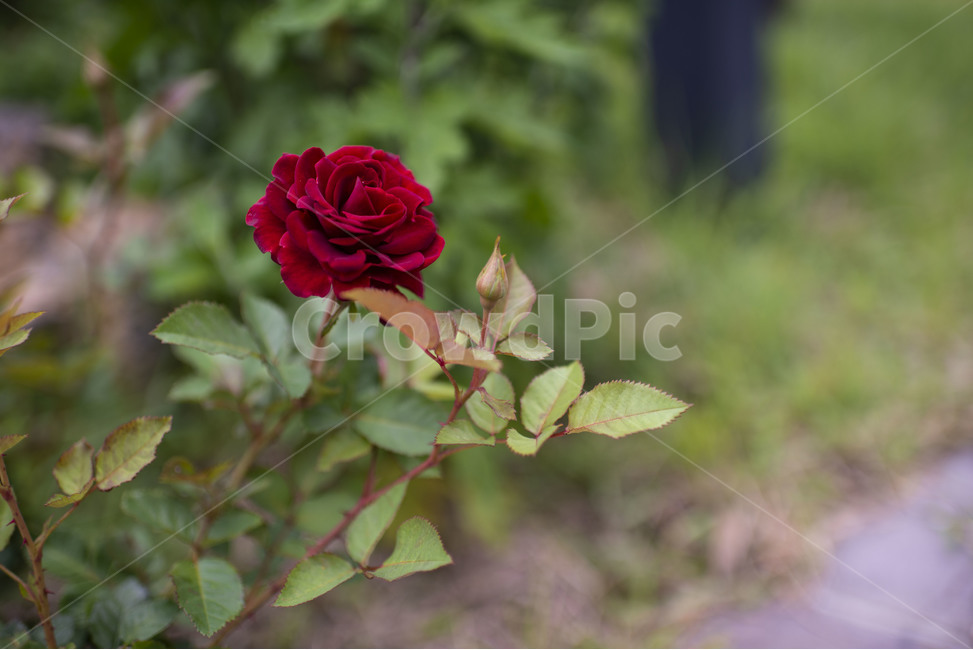 꽃,장미,rose,식물,flower,레드,빨간장미,붉은,초록,식물,자연,plants,nature,꽃,flower