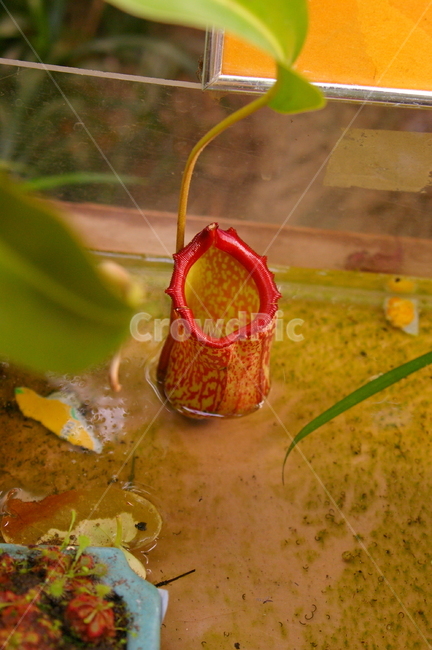 식충식물,식물,plant,insectivorousplant,네펜데스,식물,자연,plants,nature