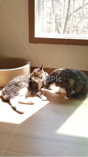 고양이,cat,동물,코숏,햇빛,그루밍