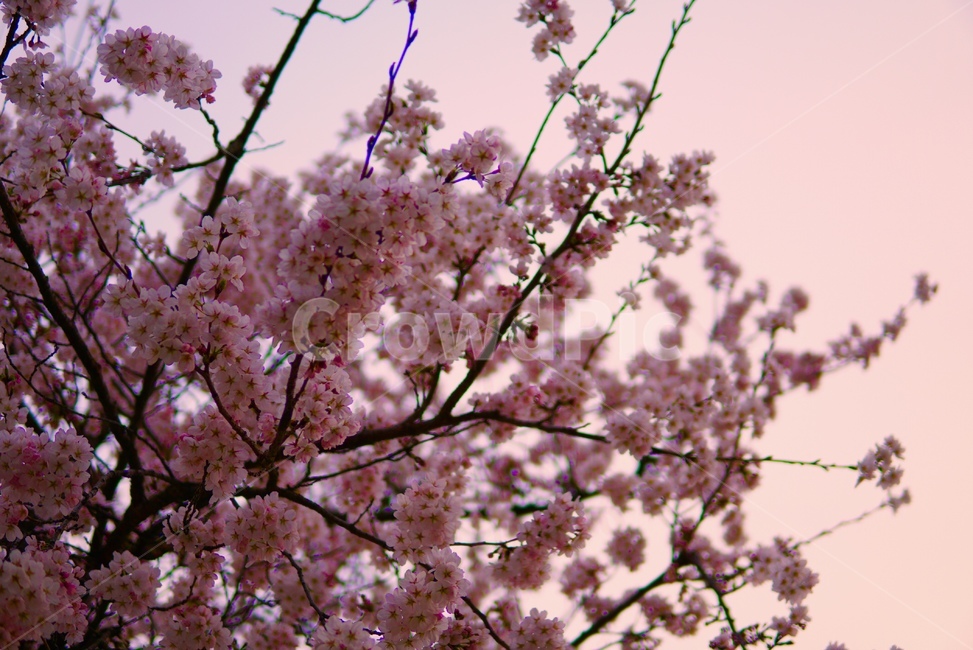 벚꽃,꽃,분홍,색감,감성,축제,벚꽃축제,봄,계절,spring,season,plant,식물,blossom,flower,cherry blossom