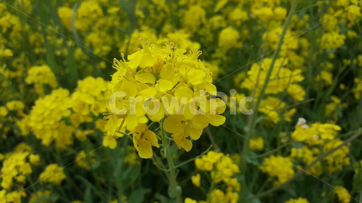 유채꽃,꽃,노랑,노란색,꽃밭,봄,계절,spring,season,plant,식물