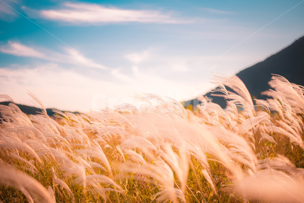 plant,식물,grass,잔디,lawn,억새,가을,가을,계절,fall,autumn,season,자연,풍경,nature,landscape