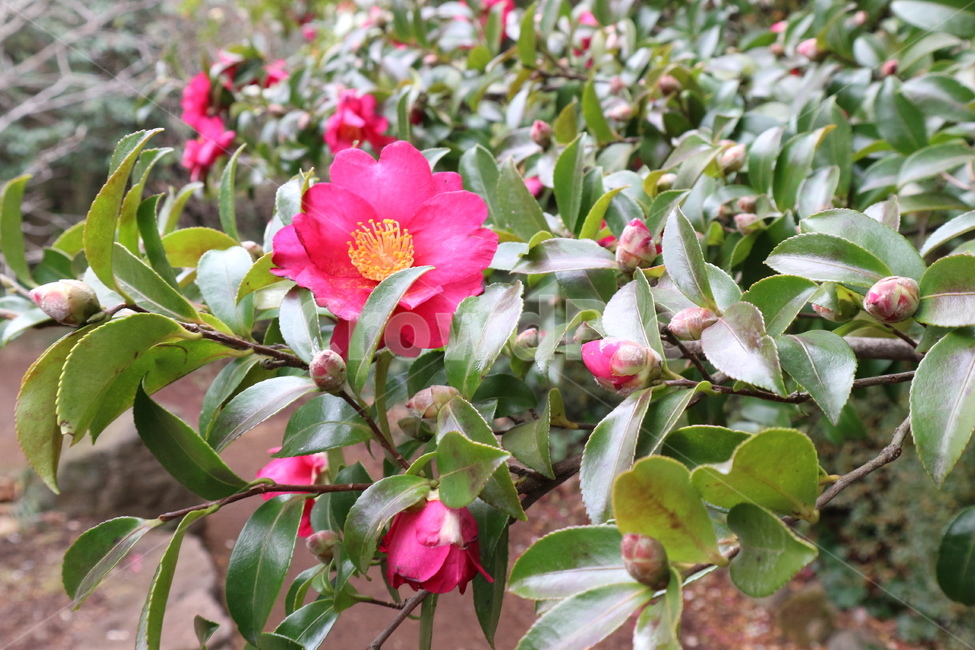 동백꽃,camellia,동백,카멜리아,겨울,꽃,자연물,제주도,jeju,winter,flower,nature