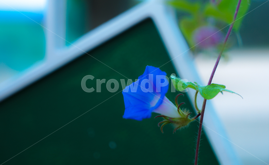 나팔꽃,꽃,들꽃,야생화,넝쿨,식물,자연,식물,자연,plants,nature,꽃,flower
