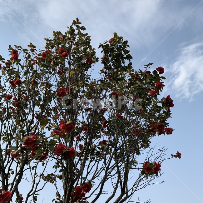 동백,봄꽃,나무,꽃,하늘,식물,자연,plants,nature,꽃,flower,나무,trees,wood