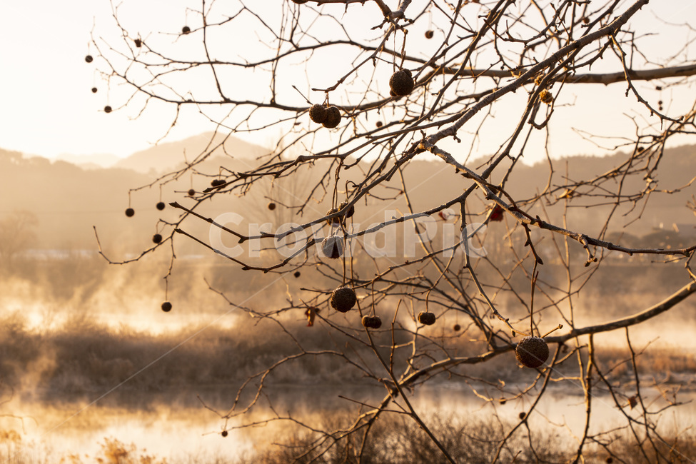 쓸쓸,가을,노을,까치밥,나뭇가지,식물,자연,plants,nature