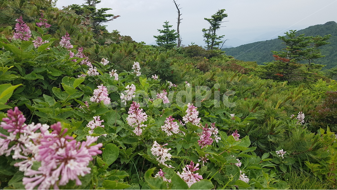 설악산,중청,야생화,초여름,대청봉,식물,자연,plants,nature,꽃,flower