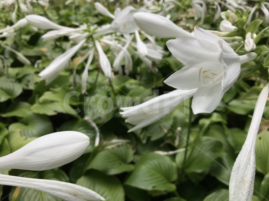 자연,공원,아이폰,핸드폰,아웃포커싱,식물,자연,plants,nature,꽃,flower