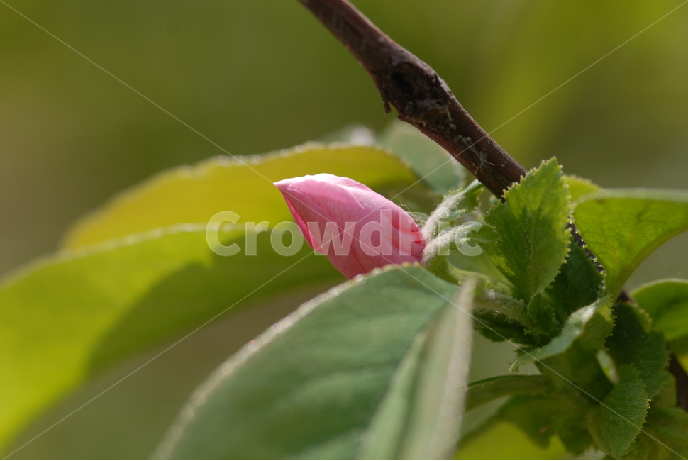 식물,꽃,사과,나무,나무꽃,과일,과일꽃,꽃,flower