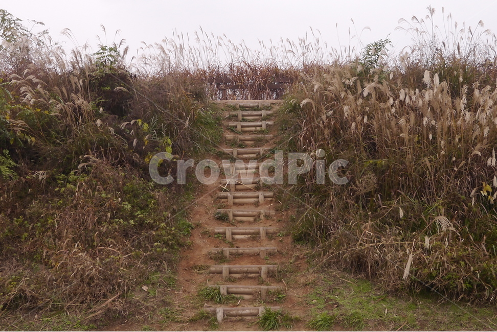 풍경,자연,계단,산책로,갈대,가을,계절,fall,autumn,season,식물,자연,plants,nature,ground,바닥,outdoors,옥외