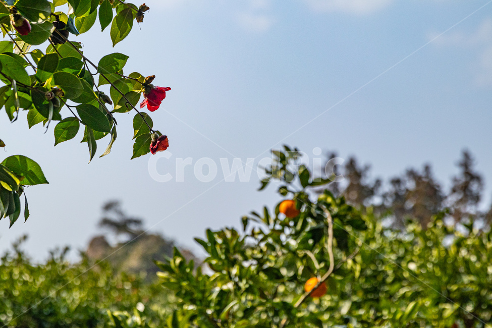 plant,식물,leaf,잎,꽃,오렌지,나무,하늘,풍경