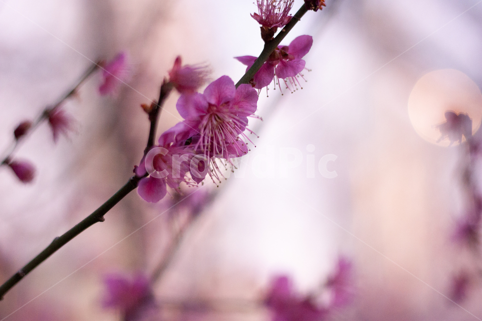 매화,홍매화,매화꽃,매화나무,분홍매화,봄꽃,봄,봄날,화단,봄화단꽃,자연,식물,plants,nature,flower,spring,아웃포커싱,공원,봄,계절,spring,season,식물,자연,plants,nature,꽃,flower,plant