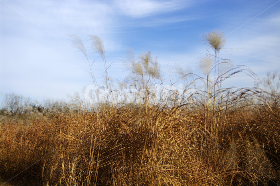 억새,자연,nature,식물,plant,하늘,구름,자연,풍경,nature,landscape,식물,plants,grass,잔디,lawn,reed,갈대