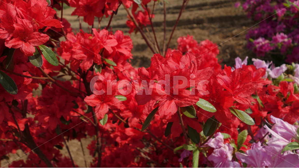 꽃,철쭉,꽃나무,자연,풍경,식물,자연,plants,nature,꽃,flower