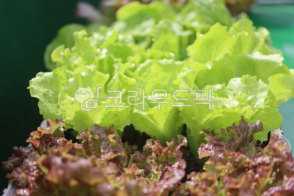 lettuce, 상추, food, 음식, vegetable, 사진,이미지,일러스트,캘리그라피 - Lilyvely작가
