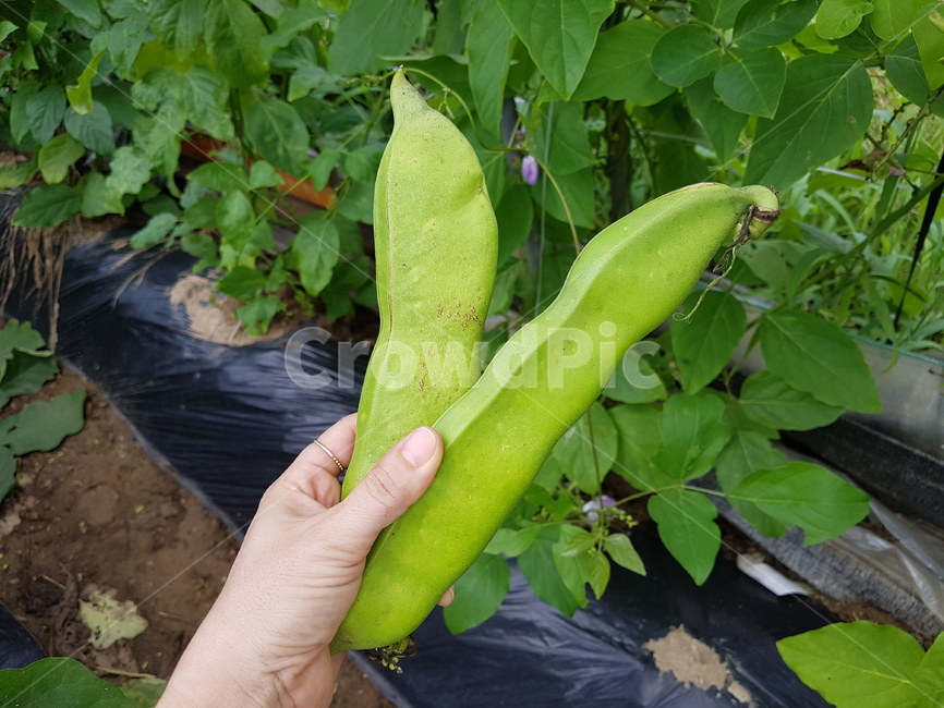 농부,농사,농작물,농산물,채소,야채,뒷모습,일하는모습,귀농,자연,텃밭,밭일