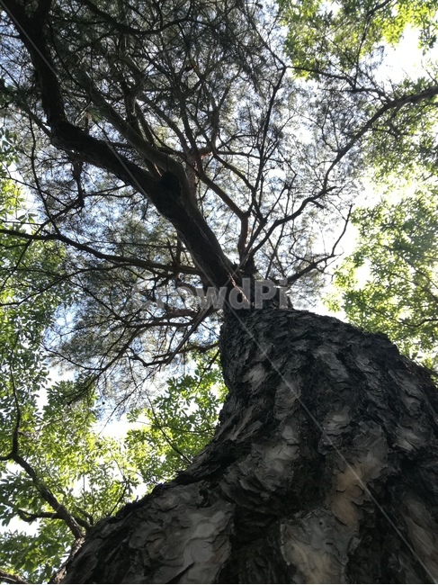 소나무,여름,야외,자연,휴식,유월,등산,칠갑산,아짐,식물,자연,plants,nature,나무,trees,wood