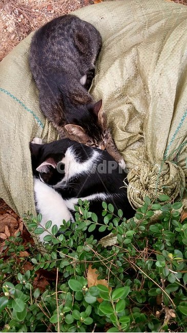 고양이,길고양이,길냥이,잠자는고양이,동물,동물,animal,포유류,mammal,고양이,cat,kitten,kitty