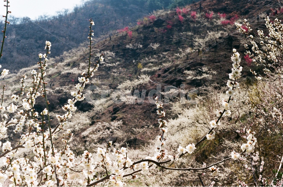 봄,매화,매화나무,봄꽃,꽃,매화축제,광양매화마을,매화마을,매실,홍매화,필름,필름사진,필름카메라,봄,계절,spring,season,식물,자연,plants,nature,꽃,flower,plant