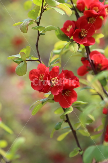 명자꽃,산당화,꽃,붉은색꽃,봄꽃,식물,자연,plants,nature,꽃,flower