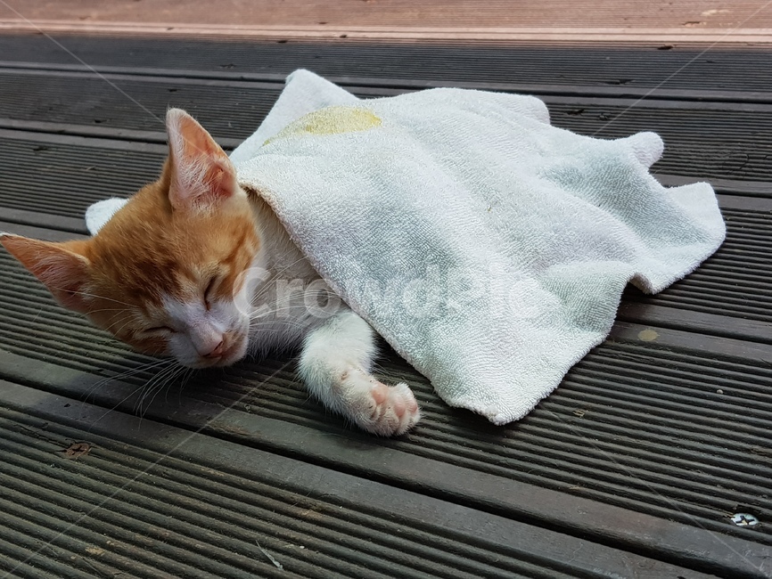 고양이,잠자는고양이,귀여운고양이,고양이젤리,손수건,사랑스러운고양이,동물,animal,포유류,mammal,고양이,cat,kitten,kitty
