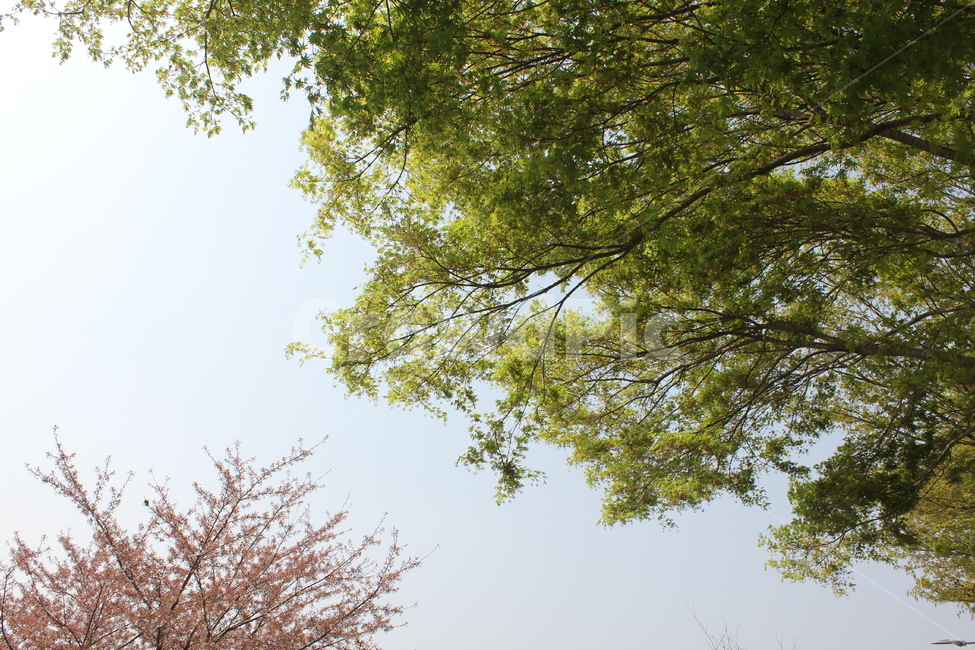 자연,식물,풍경,아름다움,경치,휴식,감성,자연,풍경,nature,landscape,tree,나무,plant,tree trunk,나무 줄기