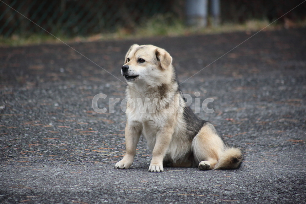 강아지,개,애완견,반려동물,dog,동물,animal,포유류,mammal,개,강아지,dog,doggy