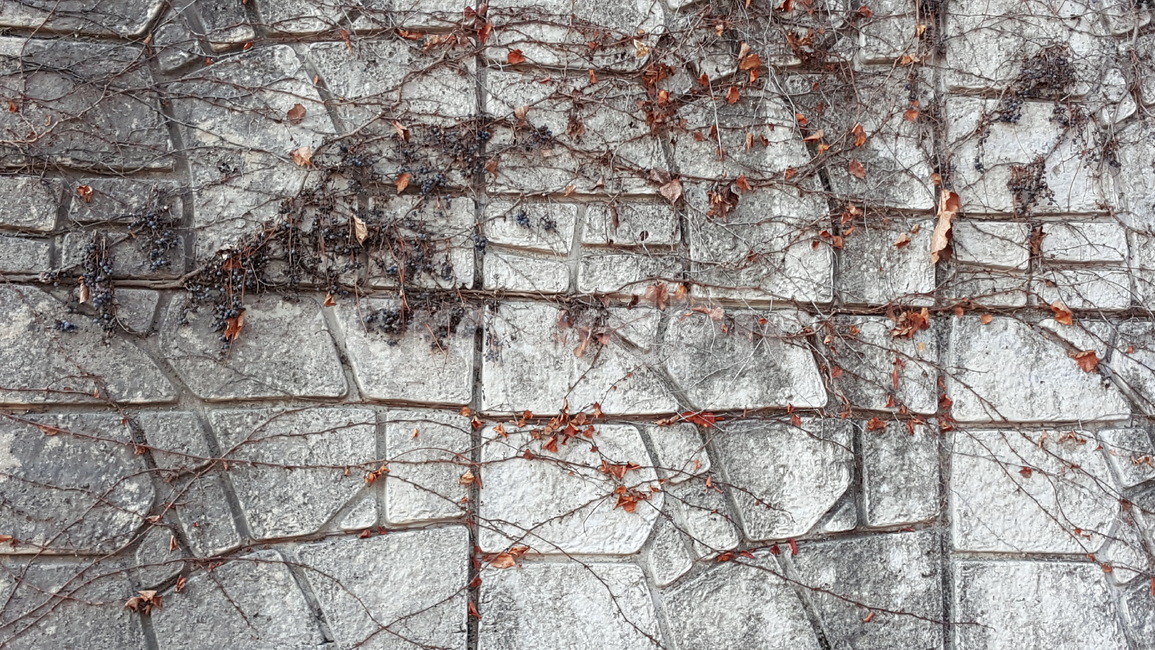 식물,벽,담쟁이,풍경,공원,산책,식물,자연,plants,nature