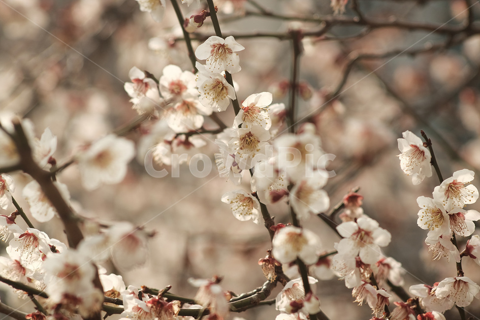 자연,매화,꽃,봄,매화꽃,spring,flower,nature,식물,plant,봄,계절,spring,season,식물,자연,plants,nature,꽃,flower,blossom