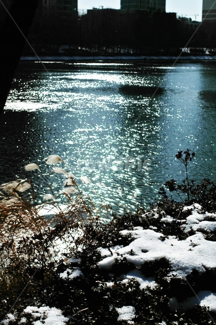 갈대,겨울,석촌호수,눈,얼음,겨울,계절,winter,season,휴식,힐링,rest,relaxation,healing